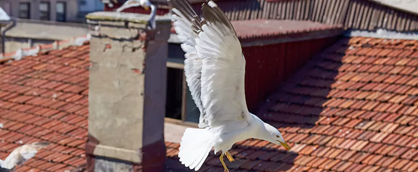 Residential Chimney Animal Removal Solution in Shelbyville, TN