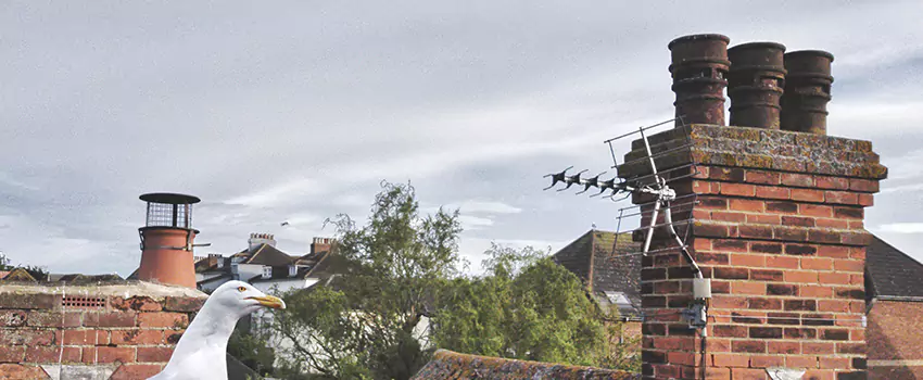 Chimney Cleaning And Restoration in Shelbyville, Tennessee